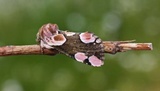 Thyatira batis (Peach-Blossom)