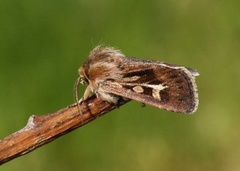 Cerapteryx graminis (Antler Moth)