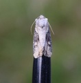 Lateroligia ophiogramma (Sumpengfly)