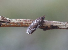 Acleris hyemana (Kystflatvikler)