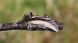 Pheosia tremula (Swallow Prominent)