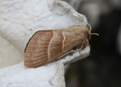 Macrothylacia rubi (Fox Moth)
