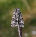 Acronicta megacephala (Ospekveldfly)