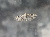 Eupithecia pulchellata (Revebjelledvergmåler)