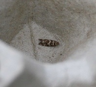 Epinotia tedella (Common Spruce Bell)