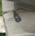 Eudonia lacustrata (Little Grey)
