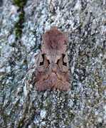 Orthosia gothica (Hebrew Character)