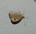 Lasiommata maera (Large Wall Brown)