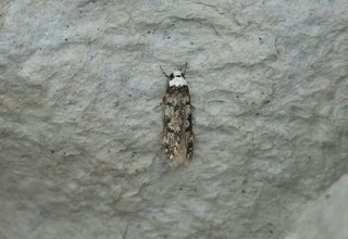 Endrosis sarcitrella (White-shouldered House Moth)