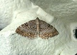 Rheumaptera undulata (Scallop Shell)