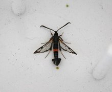 Synanthedon culiciformis (Large Red-belted Clearwing)