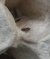 Ypsolopha parenthesella (White-shouldered Smudge)