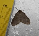 Operophtera brumata (Winter Moth)