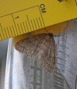Operophtera brumata (Winter Moth)