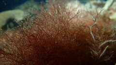 Red algae (Rhodophyta)