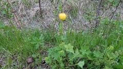 Globe flower (Trollius europaeus)