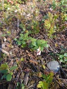 Cowberry (Vaccinium vitis-idaea)