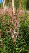 Rosebay Willowherb (Epilobium angustifolium)