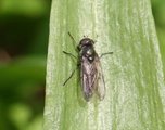 Cheilosia fasciata (Liten ramsløkflue)