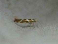 Argyresthia goedartella (Oreblomstmøll)