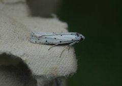 Myelois circumvoluta (Thistle Ermine)