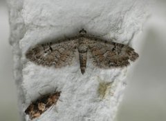 Eupithecia pimpinellata (Gjeldkarvedvergmåler)