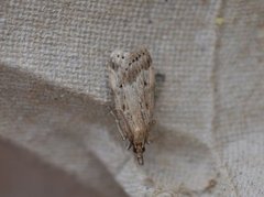 Eudonia pallida (Marsh Grey)