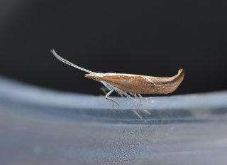 Ypsolopha dentella (Leddvedsprellemøll)