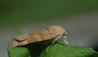 Noctua fimbriata (Bredbåndfly)