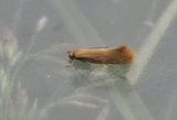 Elachista subalbidella (Buff Dwarf)
