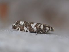 Epinotia tedella (Stripet grankveldvikler)