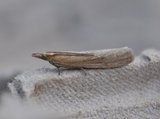 Anerastia lotella (Sandhill Knot-horn)