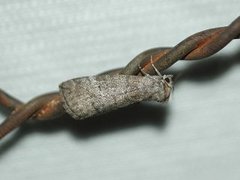 Ochropacha duplaris (Punkthalvspinner)
