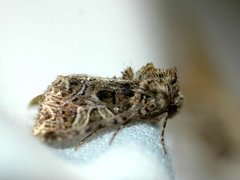 Sideridis rivularis (Fiolett nellikfly)