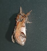 Notodonta ziczac (Sikksakktannspinner)