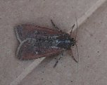 Peridroma saucia (Vandrefly)