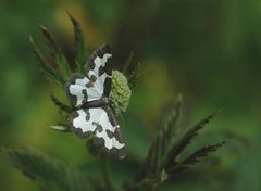 Lomaspilis marginata (Randmåler)