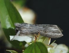 Cucullia umbratica (Lyst hettefly)