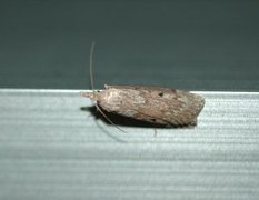 Aphomia sociella (Bee Moth)