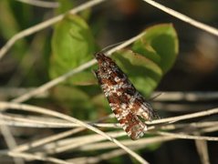 Phiaris schulziana (Lyngprydvikler)
