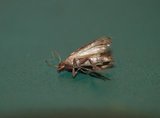 Plodia interpunctella (Indian Meal Moth)