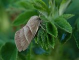 Macrothylacia rubi (Fox Moth)