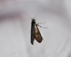 Nemophora minimella (Small Long-horn)