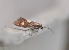 Phaulernis fulviguttella (Yellow-spotted Lance-wing)