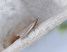Acompsia cinerella (Ash-coloured Sober)