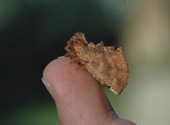 Ptilodon capucina (Coxcomb Prominent)