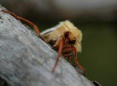 Hepialus humuli (Ghost Moth)