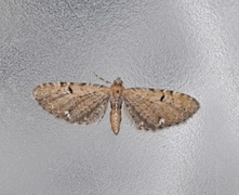 Eupithecia assimilata (Humledvergmåler)