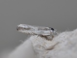 Eucosma lacteana (Hvit engvikler)