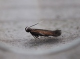 Monochroa tenebrella (Common Plain Neb)